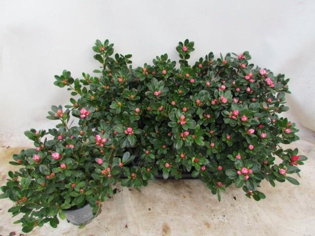 <h4>RHODO SI FRIEDHELM</h4>