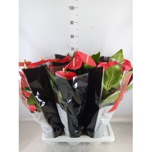 Anthurium andr. 'Oklahoma'