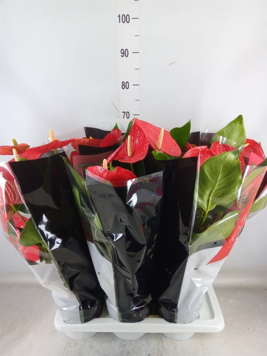 <h4>Anthurium andr. 'Oklahoma'</h4>