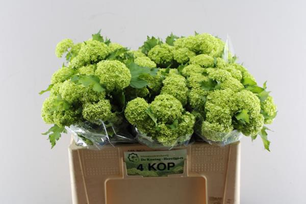 <h4>Viburnum Roseum L 50/4 Kop</h4>