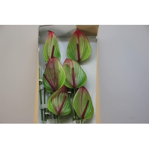 Anthurium Exclusief Nr 263