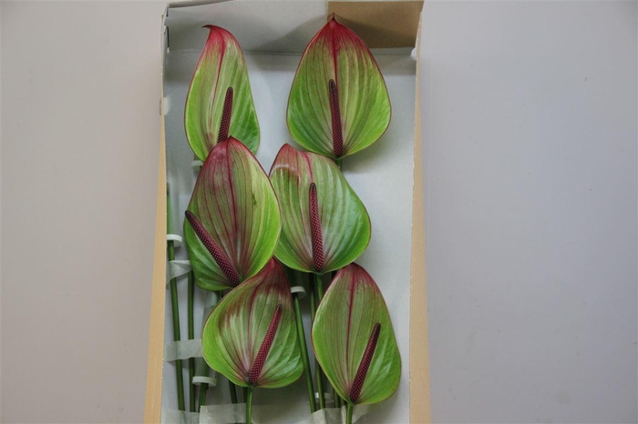 <h4>Anthurium Exclusief Nr 263</h4>