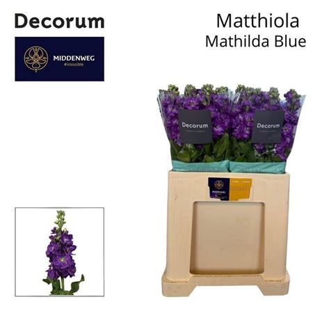 <h4>Matt Mathilda Blue</h4>