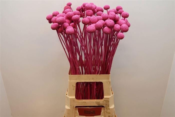 <h4>CRAS KLB H%</h4>