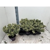 Hebe Variegata