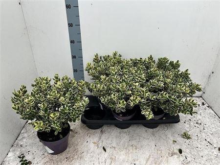 Hebe Variegata