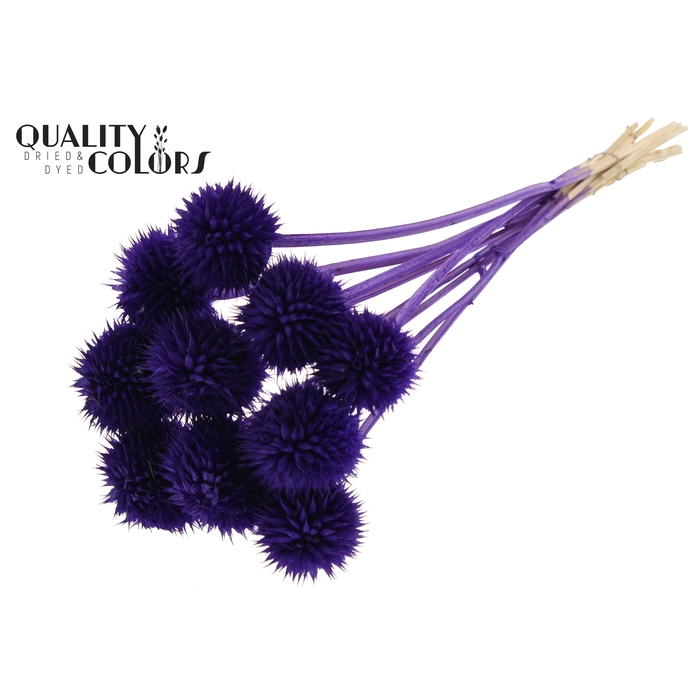 <h4>Lions Tail 10pc/bunch Purple</h4>