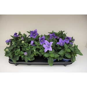Platycodon Blue