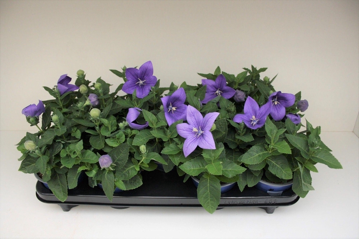 <h4>Platycodon Blue</h4>
