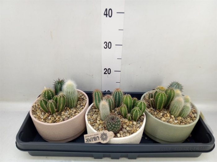 <h4>Arr. Cactus L%</h4>