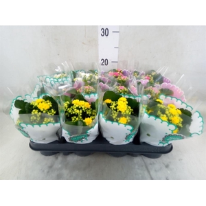 Kalanchoe blos.   ..rosebud mix  5