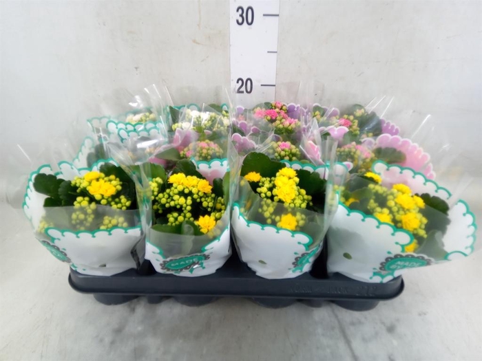 <h4>Kalanchoe blos.   ..rosebud mix  5</h4>