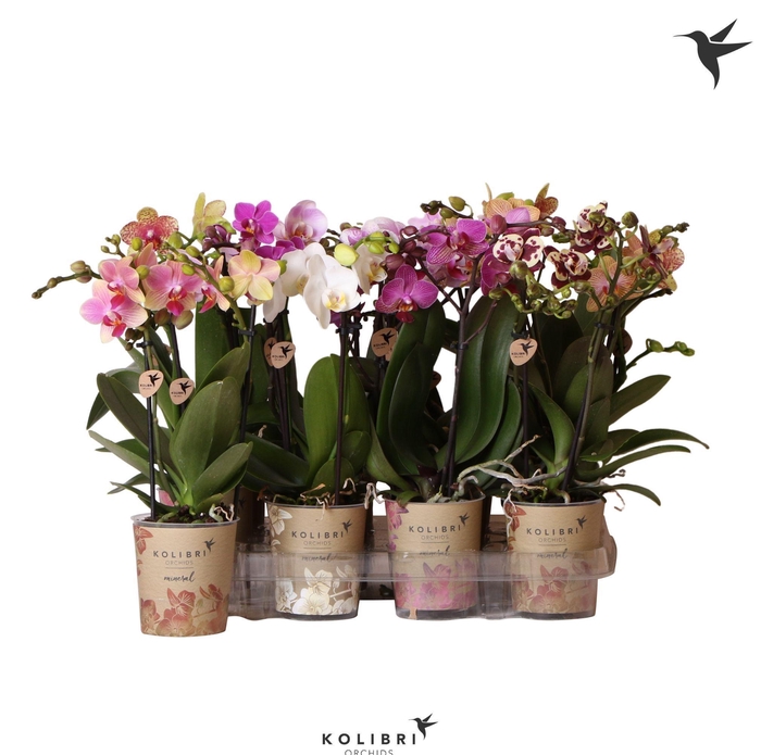 <h4>Kolibri Orchids Phalaenopsis Mix 2 spike big flower</h4>