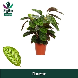 Calathea Flamestar