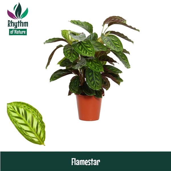 <h4>Calathea Flamestar</h4>