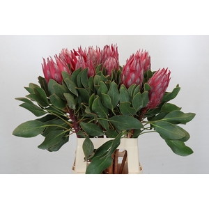 Protea Cynaroides Madiba