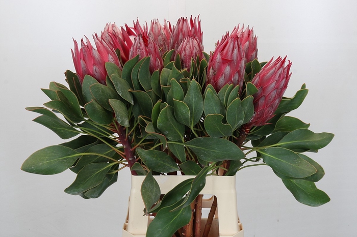 <h4>Protea Cynaroides Madiba</h4>