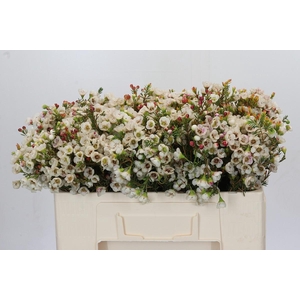 Chamelaucium Moonlight Delight