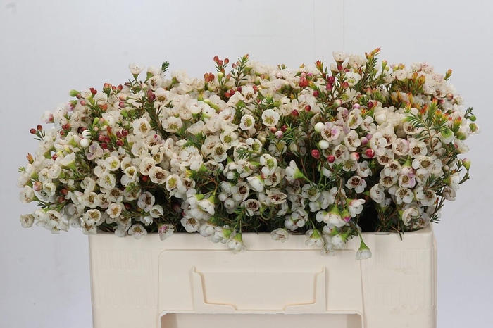 <h4>Chamelaucium Moonlight Delight</h4>