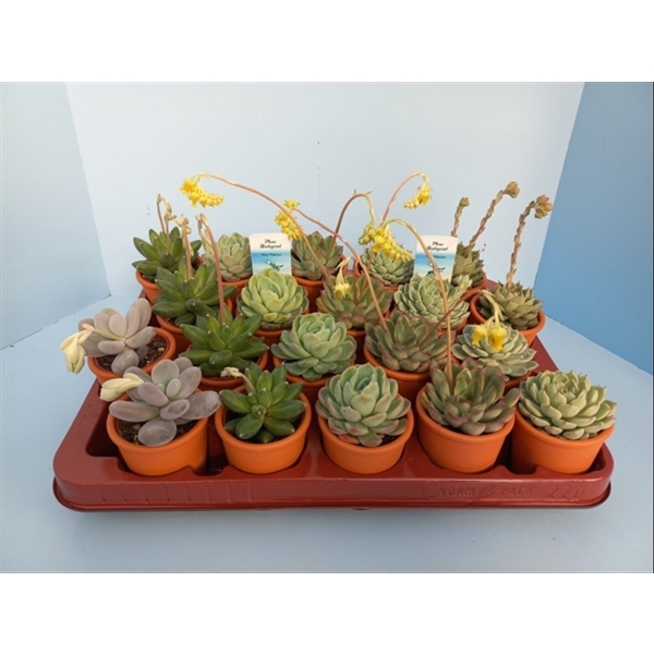 <h4>Bio Echeveria Op Rij in steen 6cm</h4>