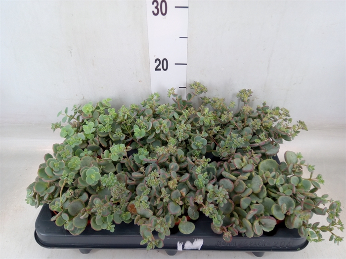 Sedum sieboldii