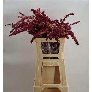 Symphoricarpos Red Peeled Rosso