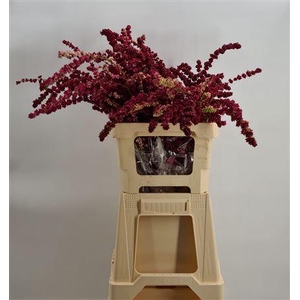 Symphoricarpos Red Peeled Rosso