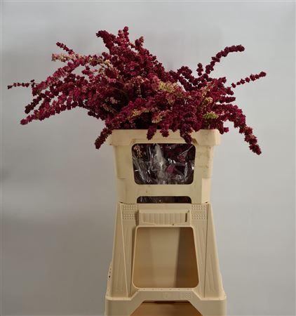 <h4>Symphoricarpos Red Peeled Rosso</h4>