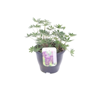 Lupinus Gallery Blue