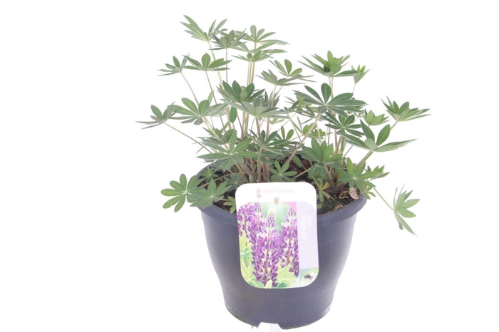 <h4>Lupinus Gallery Blue</h4>