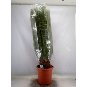 Cycas revoluta