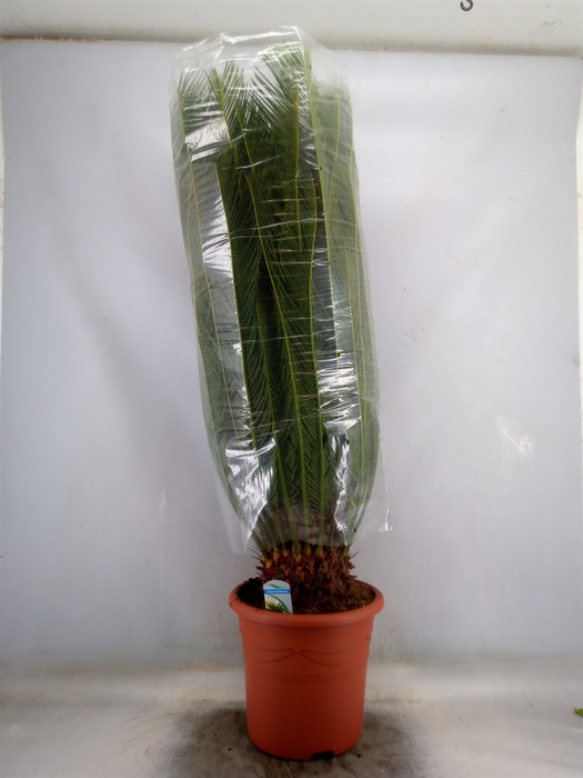 <h4>Cycas revoluta</h4>