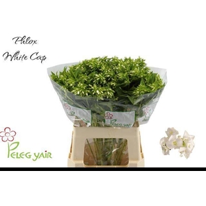 PHLOX P WHITECAP