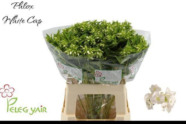<h4>PHLOX P WHITECAP</h4>