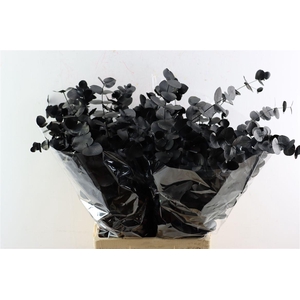 Euca Cinerea Black P Bunch