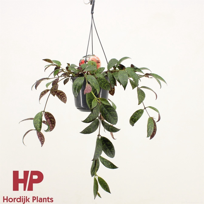 <h4>Aeschynanthus marmoratus</h4>