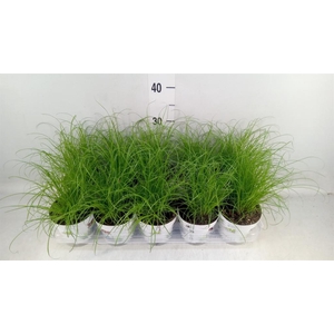 Cyperus alternifolius 'Zumula'