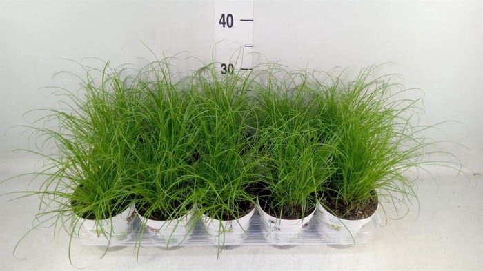 <h4>Cyperus alternifolius 'Zumula'</h4>