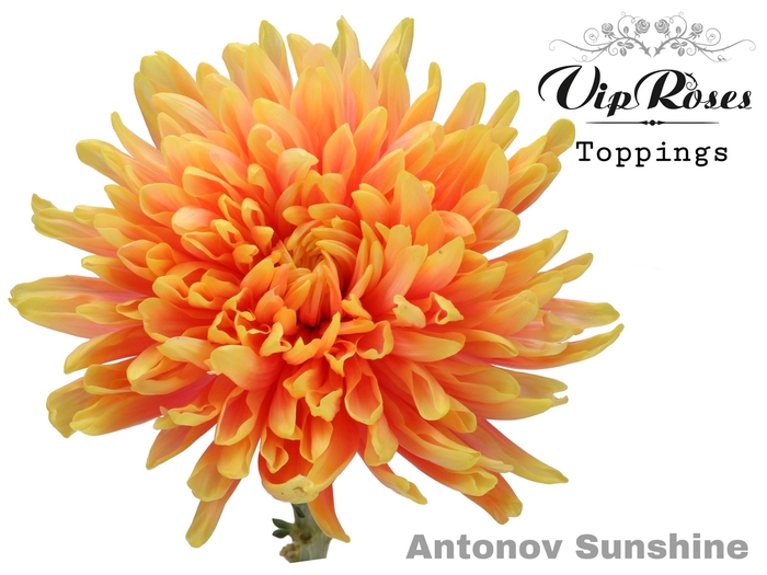 CHR G ANTONOV SUNSHINE
