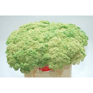 SEDUM SPECTABILE