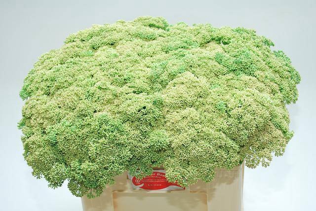 <h4>SEDUM SPECTABILE</h4>