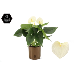 Anthurium 12 cm Cocos in Pure Juliette Goldbronze ceramic