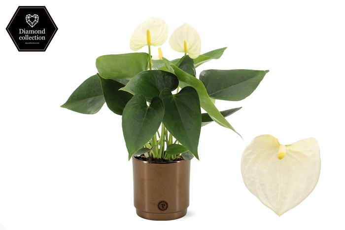<h4>Anthurium 12cm Cocos in Pure Juliette Goldbronze ceramic</h4>