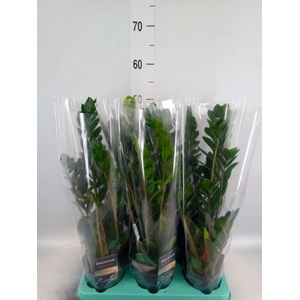 Zamioculcas zamiifolia 'Lima'