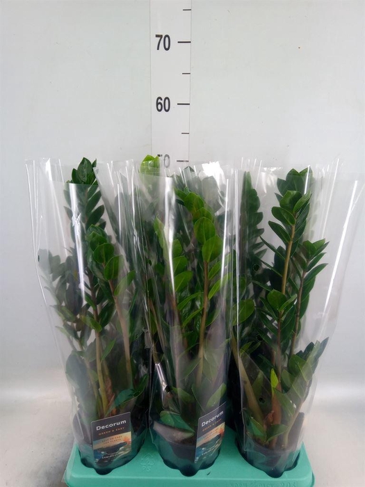 <h4>Zamioculcas zamiifolia 'Lima'</h4>