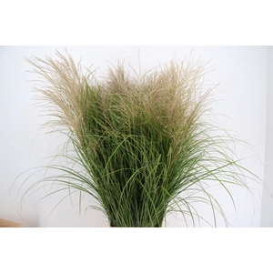 GRAS MISCANTHUS CHAMPAGNE