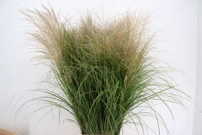 <h4>GRAS MISCANTHUS CHAMPAGNE</h4>