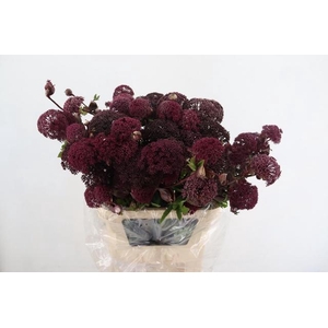 ANGELICA GIGAS 090CM