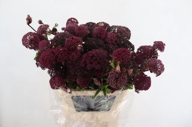 <h4>ANGELICA GIGAS 090CM</h4>
