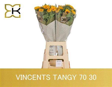 Heli Vincents Tangy